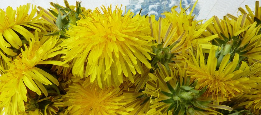 Löwenzahnblüten