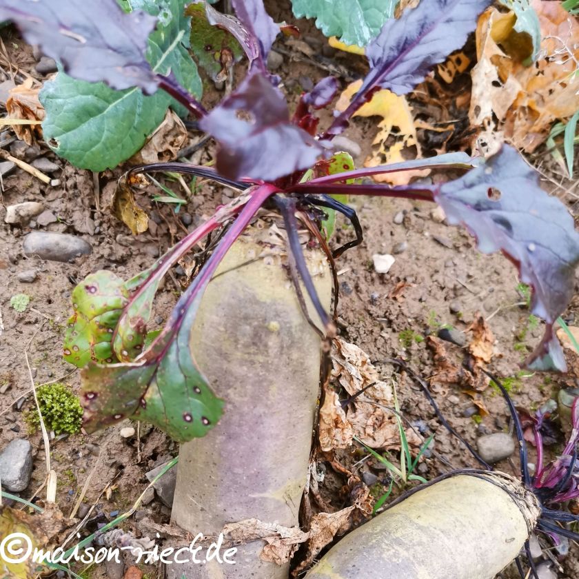 Fermentierter RoteBeteDip mit KnoblauchraukeWurzel Maison Rieck